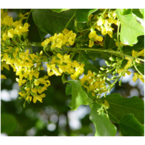 Pterocarpus indicus (Burmese Rosewood) - Tube Stock