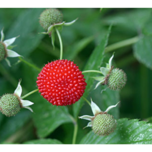 Rubus probus (Atherton Raspberry) - Tube Stock