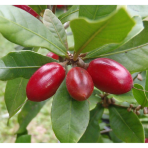 Synsepalum dulcificum (Miracle Fruit) - Tube Stock