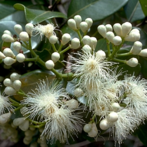 Syzygium Forte. Subsp forte (Watergum/White Apple) - Tube Stock