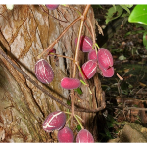 Syzygium branderhorstii (Lockerbie Satinash) — Tube Stock