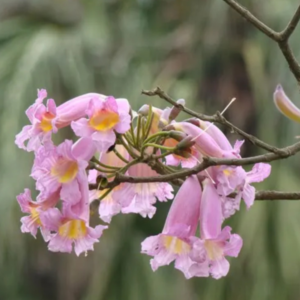 Tabebuia pallida (Pink Trumpet Tree) - Tube Stock