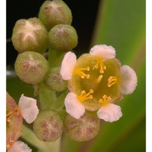 Tristaniopsis exiliflora (River Gum) - Tube Stock